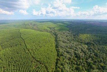 Soal Deforestasi, KLHK: Permintaan Greenpeace Tidak Konsisten