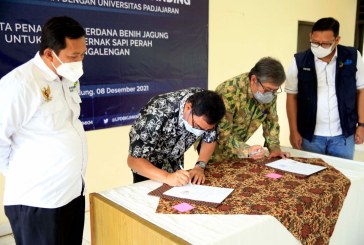 Sinergi LPDB-KUMKM dan Universitas Padjajaran, Upaya Kembangkan Ekosistem Sapi Perah di KPBS Pangalengan