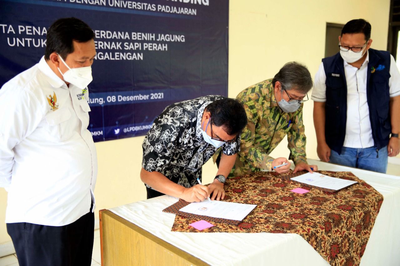Sinergi LPDB-KUMKM dan Universitas Padjajaran, Upaya Kembangkan Ekosistem Sapi Perah di KPBS Pangalengan