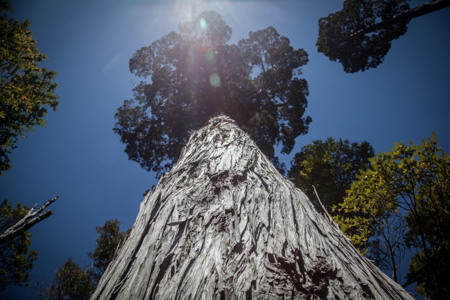 Ini Pohon Tertua di Dunia Berusia 4.000 Tahun