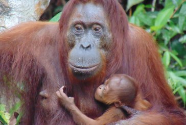 Bayi Orangutan Tasia Lahir di Suaka Margasatwa Lamandau, Kalimantan Tengah