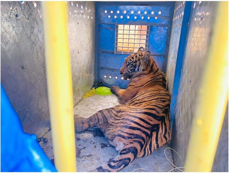Sempat Buat Khawatir Warga, Akhirnya Harimau Sumatera Masuk Perangkap