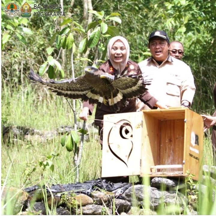 BKSDA Yogyakarta dan Kejari Gunungkidul Lepasliarkan Dua Ekor Burung Pemangsa