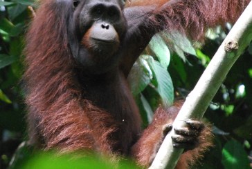KLHK Pastikan IKN Bukan Kantong Sebaran Orangutan