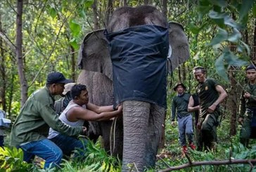 Lestarikan Gajah Sumatera, BKSDA Sumsel Pasang GPS Collar