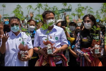 Legalkan Ganja, Thailand Mulai Panik Sendiri Warga Banyak Mabuk Ganja