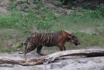 BKSDA Aceh Lepasliarkan Harimau Sumatera ke Habitat Alaminya