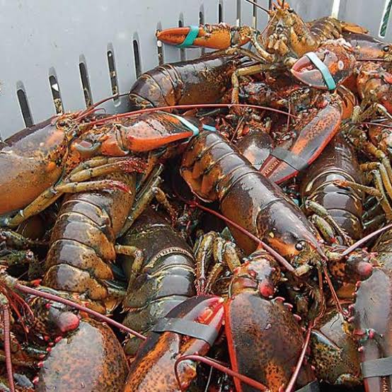 BKIPM Jakarta Musnahkan 300 Lobster Asal Amerika