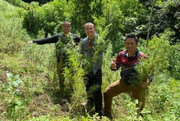 Polda Metro Jaya Temukan 11 Hektar Ladang Ganja di Mandailing Natal