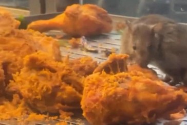 Restoran KL Tutup 14 Hari Setelah Video Tikus Gigit Ayam Goreng Jadi Viral