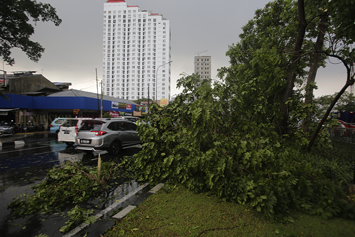 FOTO Pohon Tumbang di Jakarta