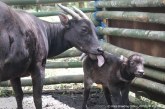 Bayi Anoa Lahir di Anoa Breeding Centre, Menteri LHK: Wujud Nyata Keberhasilan Konservasi Satwa