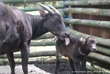 Bayi Anoa Lahir di Anoa Breeding Centre, Menteri LHK: Wujud Nyata Keberhasilan Konservasi Satwa