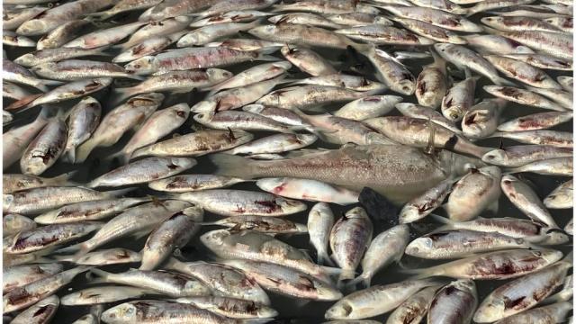 Jutaan Ikan Mati dan Membusuk Kotori Sungai di Australia