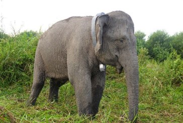 BKSDA Sumsel Pasang GPS Collar pada Kelompok Gajah Sumatera
