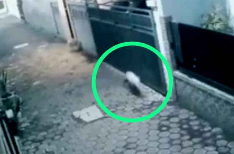 Viral Video Babi Ngepet di Tangsel, Kapolsek Pondok Aren: Itu Bukan Babi
