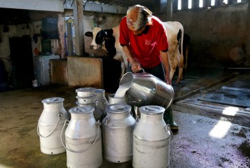 Momentum Hari Susu Nasional, Nestlé Indonesia Bagikan Info Manfaat Susu untuk Kesehatan