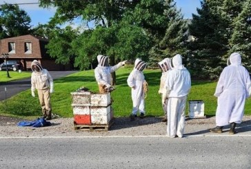 Lima Juta Lebah Jatuh dari Truk di Kanada