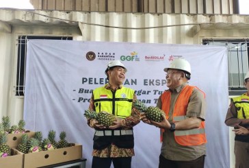Sebanyak 4.176 Ton Nanas Segar asal Lampung Diekspor ke China