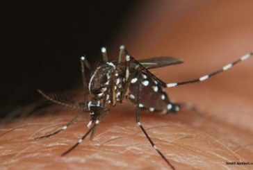 Edan! Ratusan Juta Nyamuk Berbahaya Disebar, Rakyat Dijadikan Kelinci Percobaan
