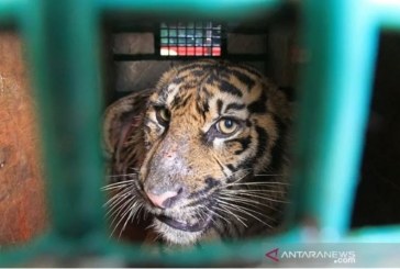 Seekor Harimau di “Medan Zoo” Kembali Mati, Pemkot Didesak untuk Semakin Serius Benahi