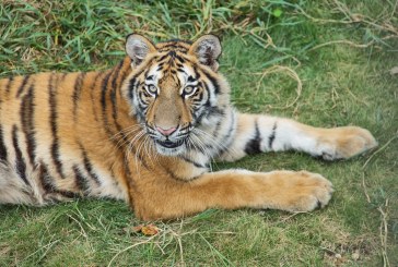 Tiga Harimau Mati di Medan Zoo, Pemkot Diminta Serius Benahi Kebun Binatang