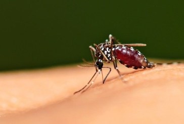 Sejarah Awal Mula Penyakit Malaria Muncul