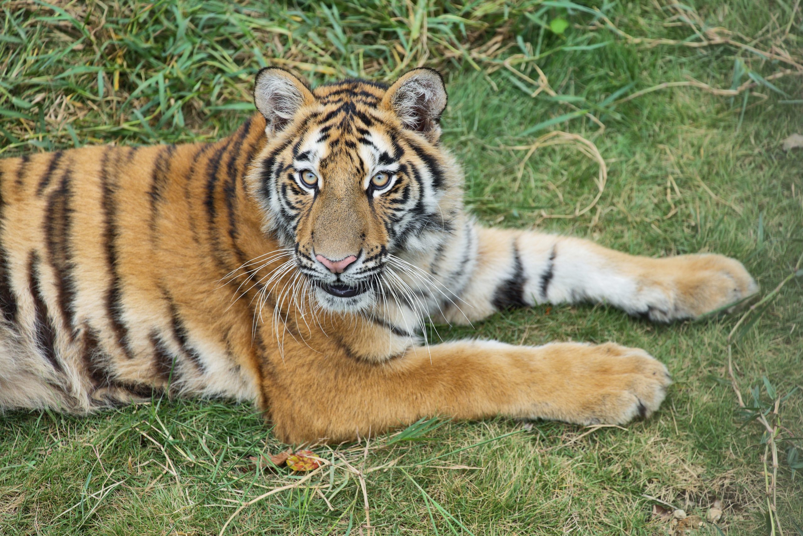 “Begu Kluet” Harimau Betina Sumatera Dilepasliarkan ke Taman Nasional Gunung Leuser