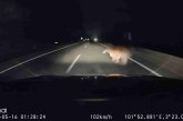 Analisis Singkat: Video Harimau Tertabrak di Jalan Tol
