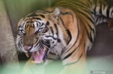Analisis Singkat: Video Harimau Tertabrak di Jalan Tol